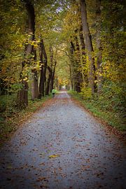 Ein Spaziergang durch den Herbstwald von Alexander van der Molen