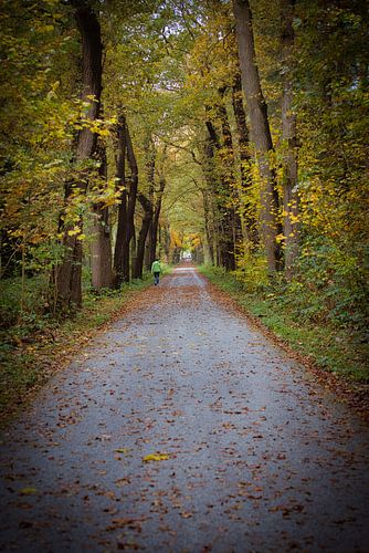 Walking through the autumn woods