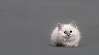 Ragdoll kitten in grey by Elles Rijsdijk thumbnail