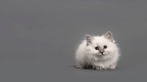 Ragdoll Kätzchen in grau