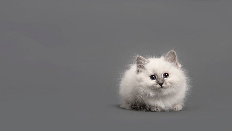 Ragdoll kitten in grey by Elles Rijsdijk