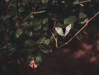 Small butterfly