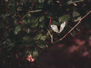Kleine vlinder van Lisa Zet