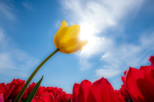 Gele tulp in rood tulpenveld