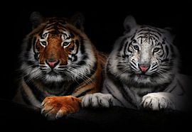 Tigers von Bert Hooijer