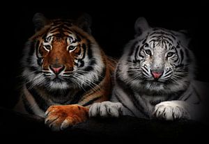 Tigers