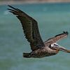 Bruine pelikaan vliegt langs. van Erik de Rijk