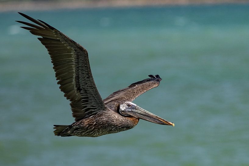 Brown pelican flies by. by Erik de Rijk