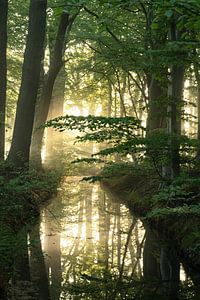 Wald-Reflexionen