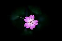 Roze bloem met donkere achtergrond