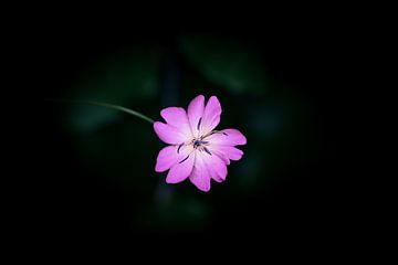 Roze bloem met donkere achtergrond van Miranda Palinckx