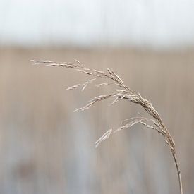 Sprite sur Kjeld van den Heuvel