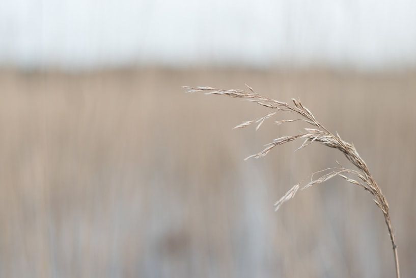 Sprite von Kjeld van den Heuvel
