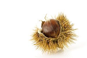 Châtaigne/ Castanea sativa