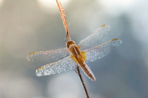 vuurlibel in ochtend dauw