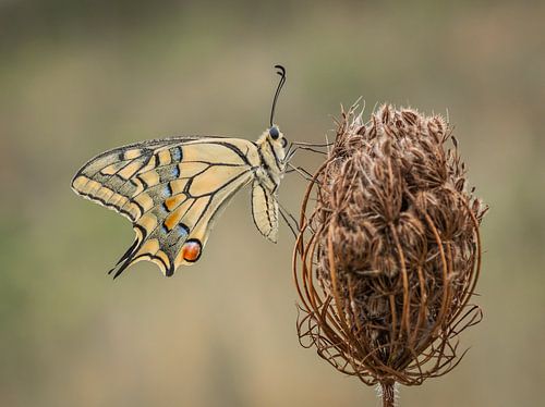 Royal beautiful butterfly