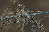 Macro druppels