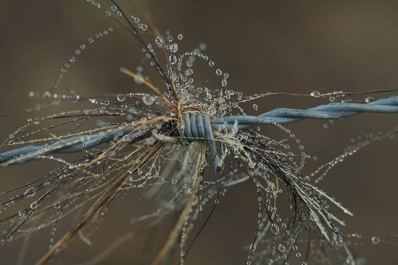 Macro Drops by Rinnie Wijnstra (FotoAmeland )