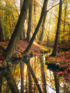 Die Symphonie der Natur