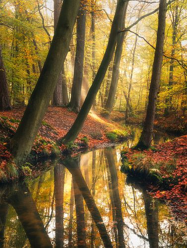 De symphonie van de natuur
