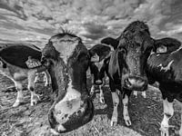 Two Pinks, cows