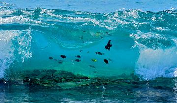 Golf sur la Grande île d'Hawaï