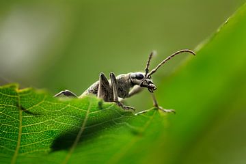Beetle on a leaf II by Luis Boullosa
