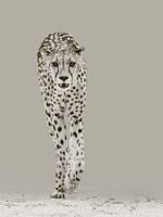 The strong cheetah
