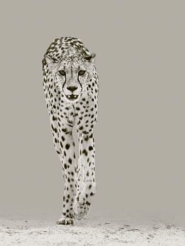 De sterke cheetah