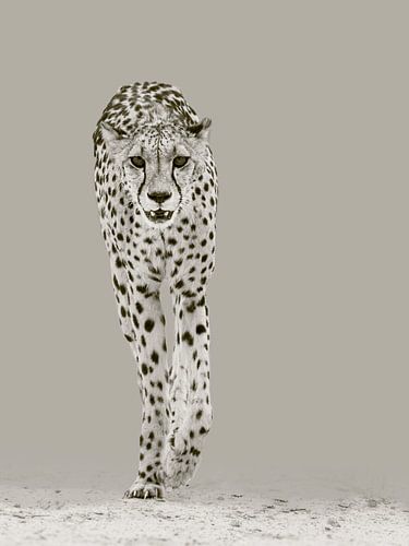 De sterke cheetah