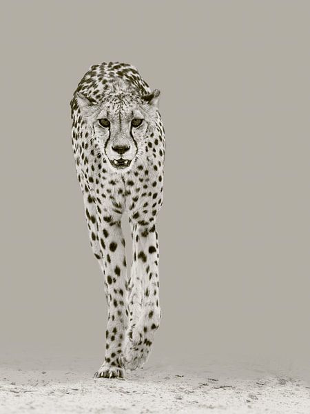De sterke cheetah van Sharing Wildlife