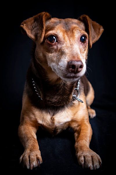Le vieux Jack Russel par Evita Pierik