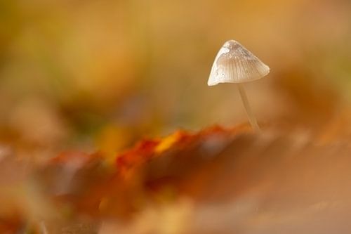 Mushroom