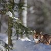 Luchs (Lynx lynx) von Dirk Rüter