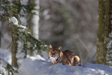 Lynx (Lynx lynx) van Dirk Rüter