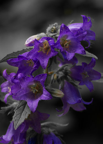 Paarse klokjesbloemen – wanneer kleur spreekt