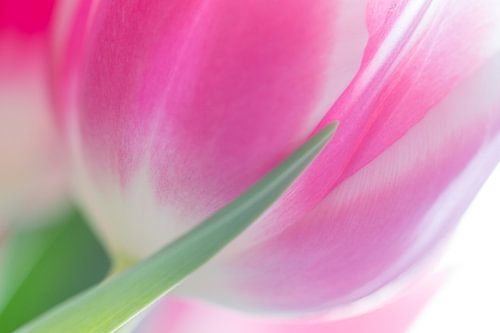 Tulp