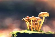 Paddenstoelen op stam van Frouwkje Fotografie thumbnail