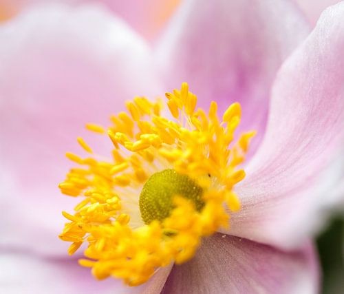 Close-up Clematis