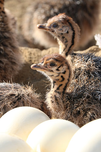 Straussen Küken im Nest