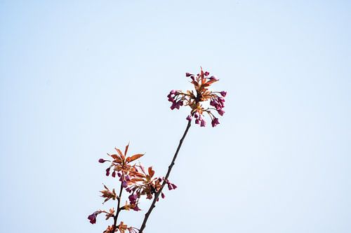 First breath of spring