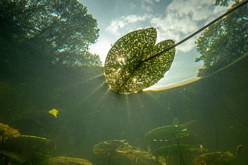 Underwater landscape by Matthijs de Vos