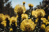 Fynbos met gele Protea's | Reisfotografie | Kaapstad, Zuid-Afrika van Sanne Dost thumbnail