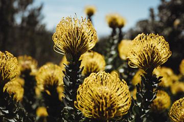 Fynbos met gele Protea's | Reisfotografie | Kaapstad, Zuid-Afrika van Sanne Dost