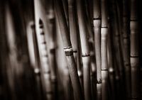 Schachtelhalme Schwarzweiss