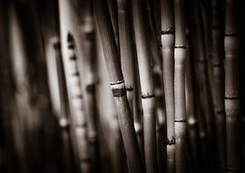 Schachtelhalme Schwarzweiss von MR OPPX