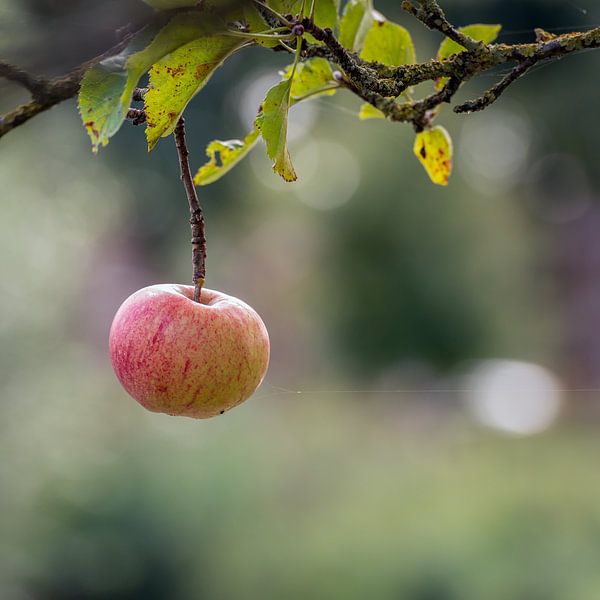 Letzter Apfel, der den Apfelbaum verzweigt. von Ruud Morijn