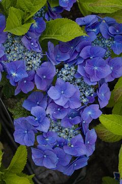 Hortensia