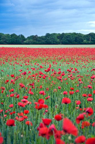 Rood papaverveld in de omgeving van Barnim