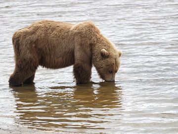 Grizzly bear  by Tonny Swinkels